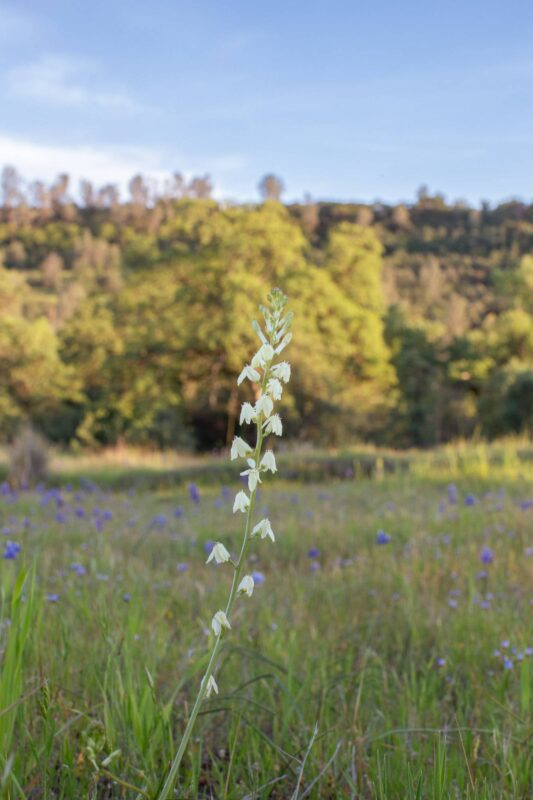 Wildflowers, 2014 - Upper Bidwell Park - Chico, CA