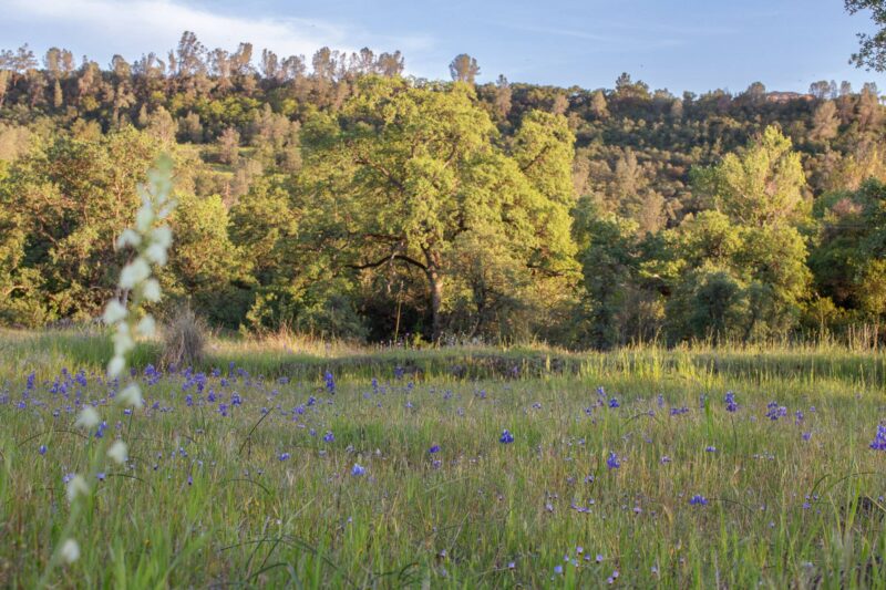 Wildflowers, 2014 - Upper Bidwell Park - Chico, CA