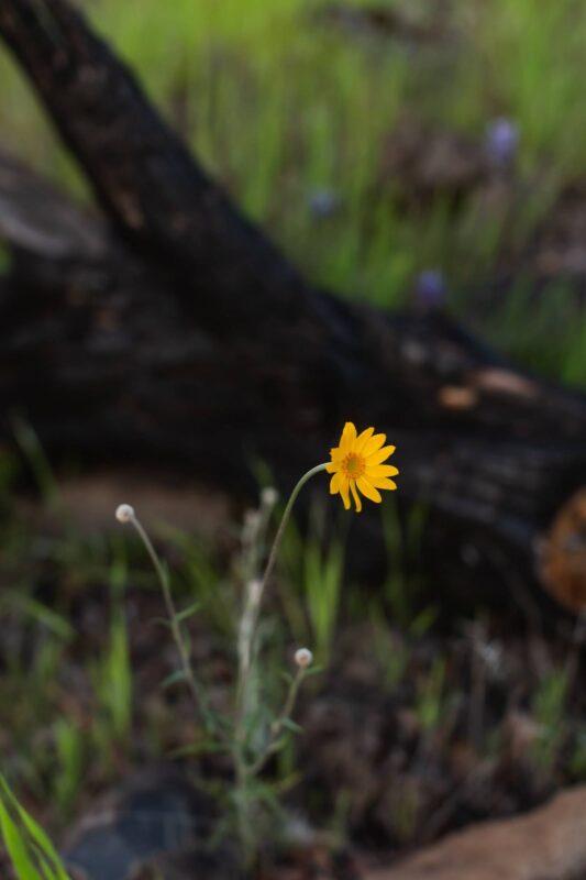 A single wildflower, 2014 - Upper Bidwell Park - Chico, CA