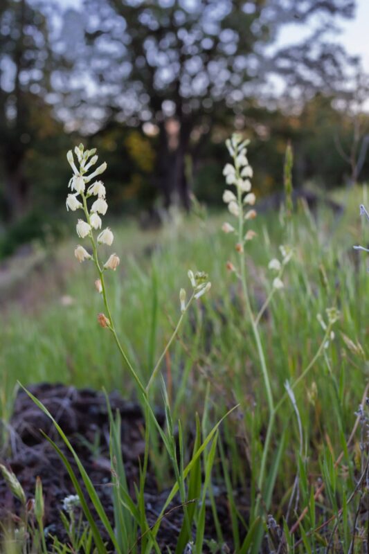 Wildflowers, 2014 - Upper Bidwell Park - Chico, CA