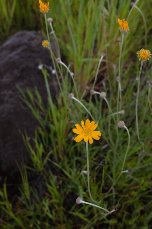 Wildflowers, 2014 - Upper Bidwell Park - Chico, CA