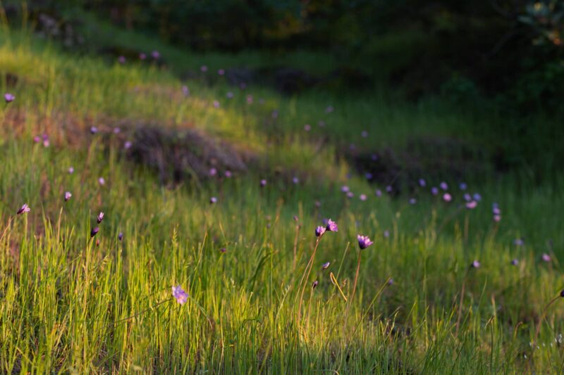 2014 - Upper Bidwell Park - Chico, CA