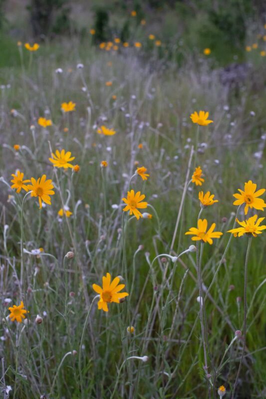 Yellow-orange wildflowers, 2014 - Upper Bidwell Park - Chico, CA