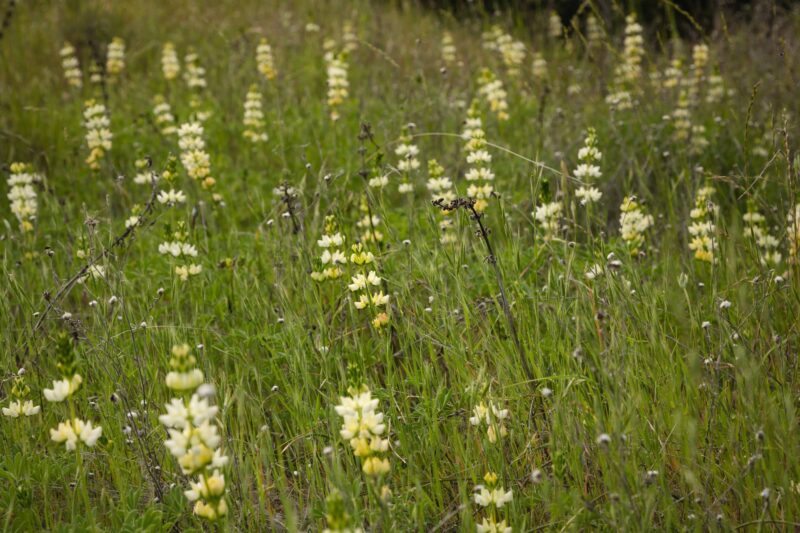 White-whorled lupine on a hillside, Upper Bidwell Park - Chico, CA