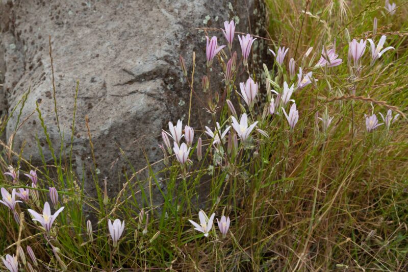 Pink and white wildflowers blooming along the Yahi Trail in Upper Bidwell Park.