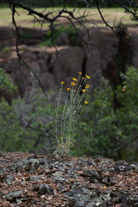 2014 - Upper Bidwell Park - Chico, CA