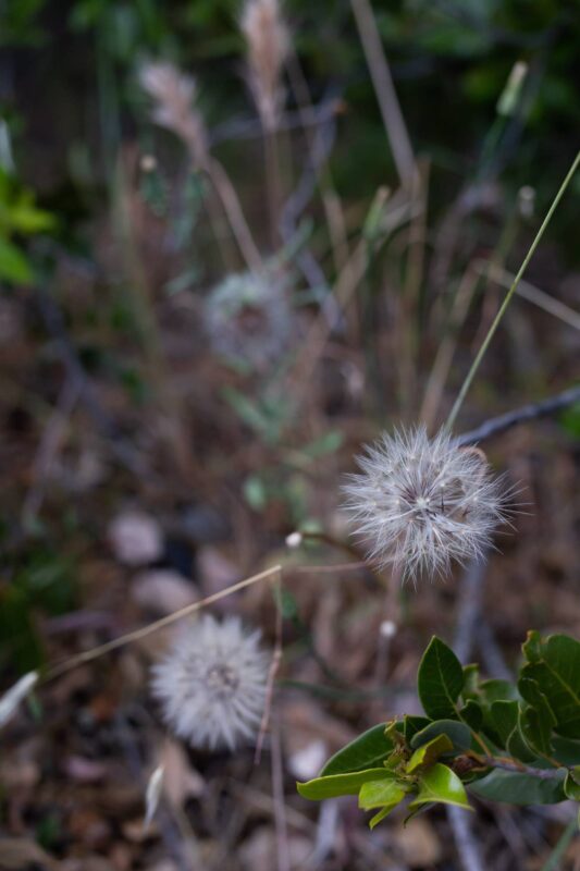 2014 - Upper Bidwell Park - Chico, CA