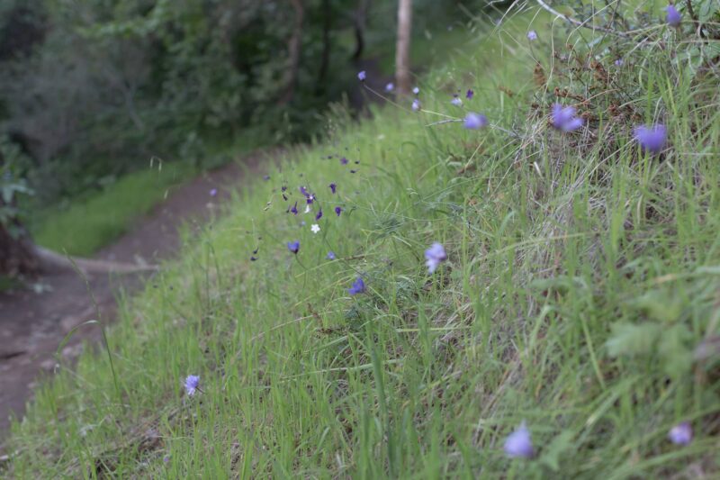 Wildflowers along the South Rim Trail, 2014 - Upper Bidwell Park - Chico, CA