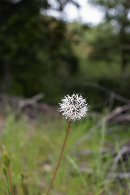 2014 - Upper Bidwell Park - Chico, CA