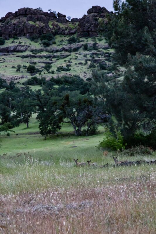 Deer in the park watching me as I leave in the evening, 2014 - Upper Bidwell Park - Chico, CA