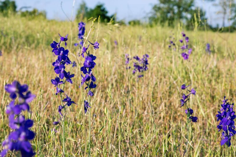 Purple Wildflowers, 2014 - Upper Bidwell Park - Chico, CA