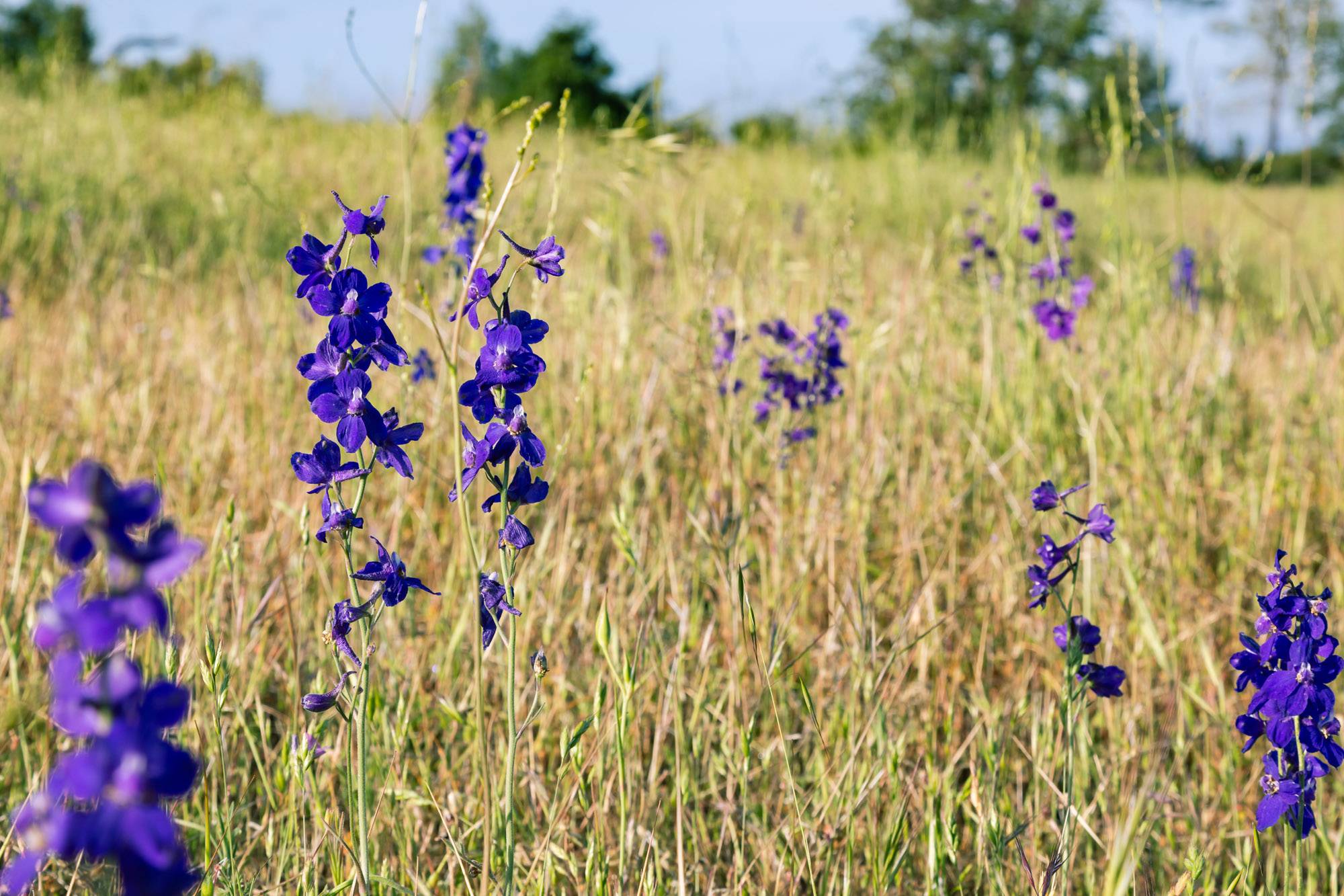 Wildflowers 2014