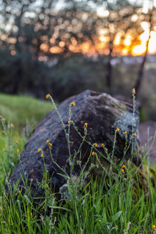 The tiny wildflower, Common fiddleneck matching colors with the sun at sunset in Upper Bidwell Park 2014