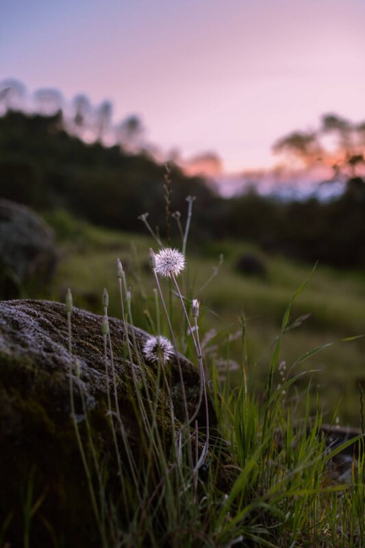 Wildflowers at sunset, 2014 - Upper Bidwell Park - Chico, CA