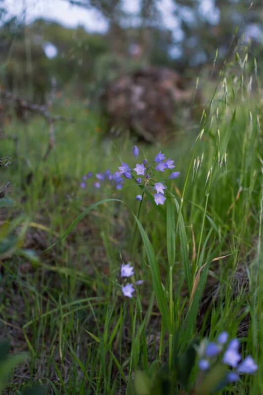 2014 - Upper Bidwell Park - Chico, CA