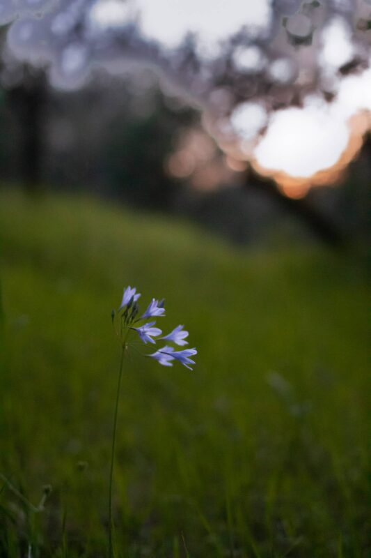 Wildflowers and sunset, 2014 - Upper Bidwell Park - Chico, CA