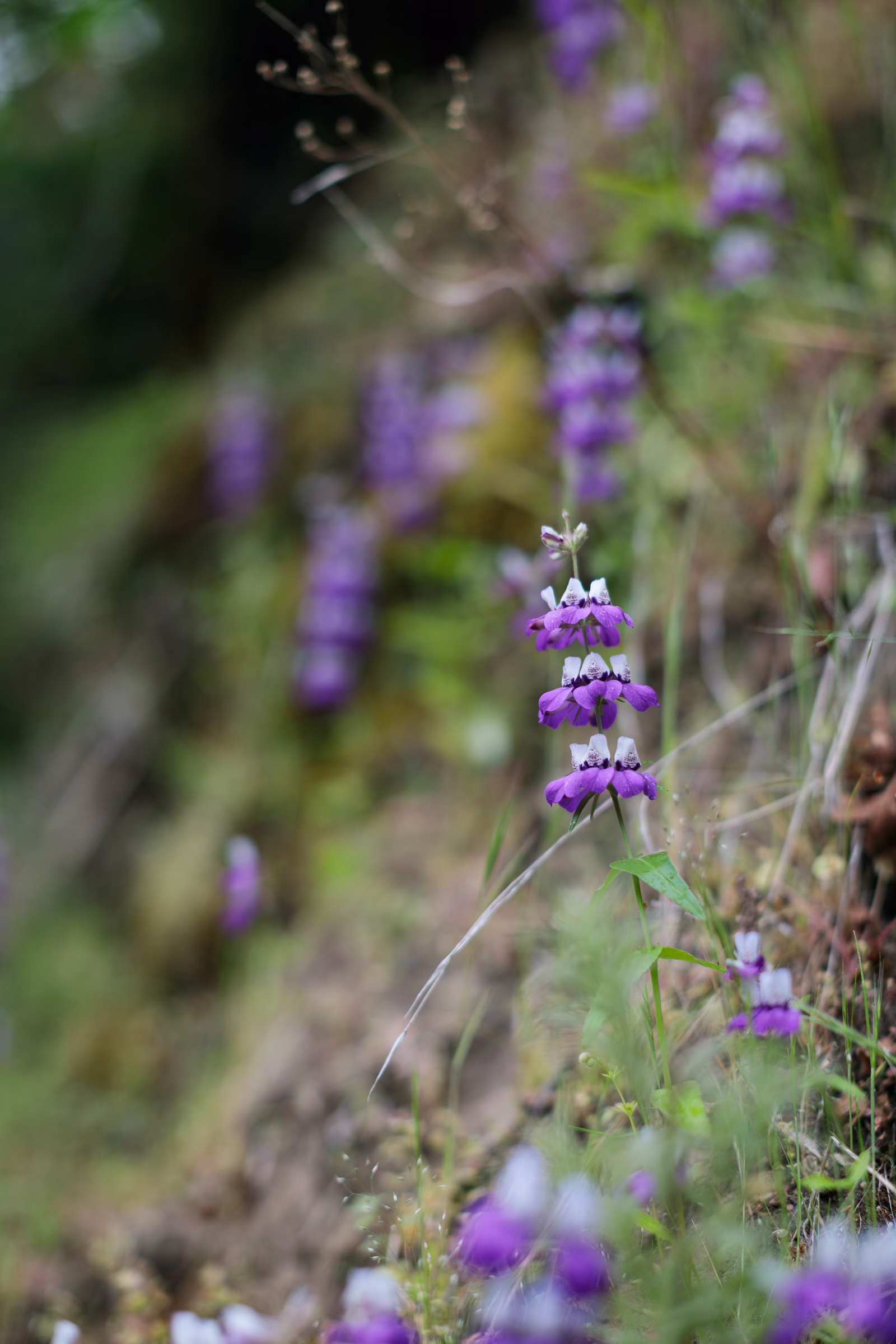 Chinese houses on hillside of the South Rim Trail, Upper Bidwell Park, 2025.