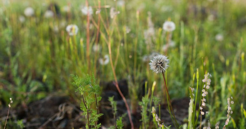 Dandelions in Upper Bidwell Park, 2017