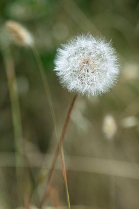 Close up of a dandelion, Upper Bidwell Park, 2023