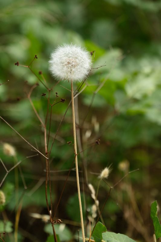 A lone dandelion, Upper Bidwell Park, 2023