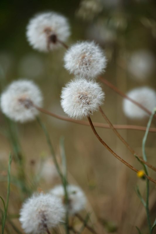 Dandelions everywhere along-side of the Main Park Road, Upper Bidwell Park, 2023