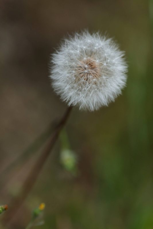 Close up of a dandelion, Upper Bidwell Park, 2023