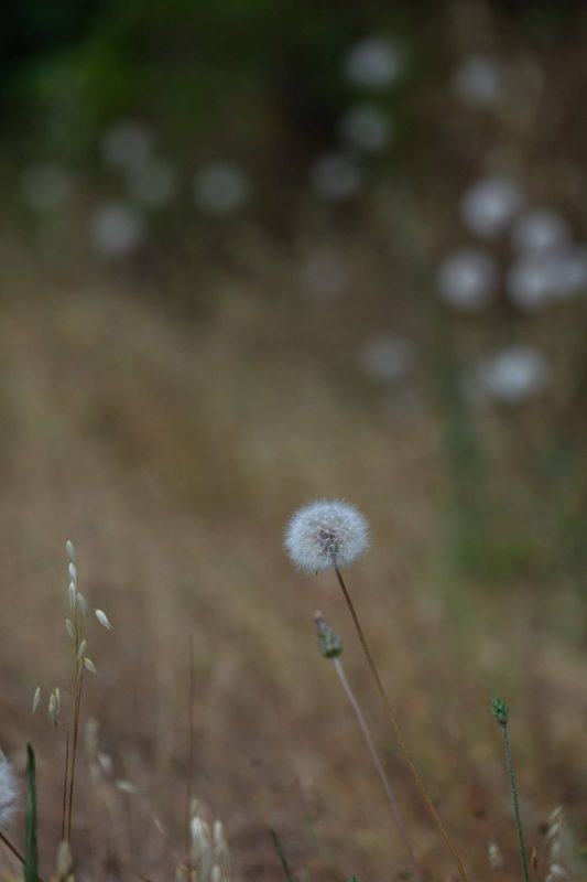 Dandelion in foreground with blurred dandelions in background, Upper Bidwell Park, 2023