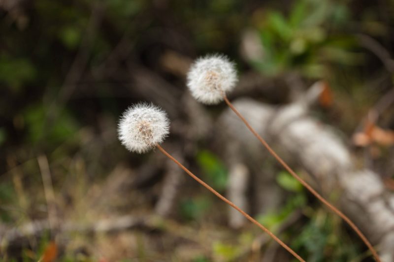 Two dandelions, Upper Bidwell Park, 2023