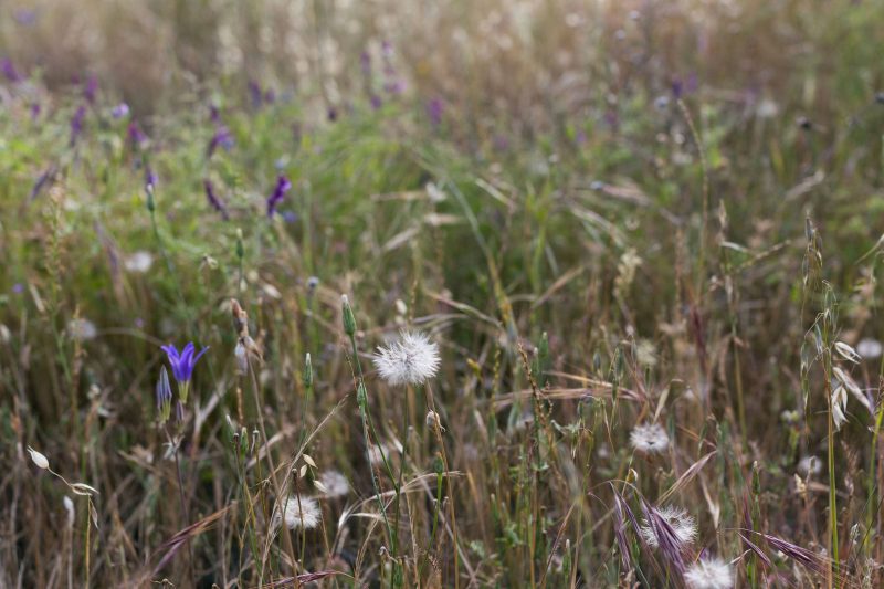 Dandelions in Upper Bidwell Park, 2016