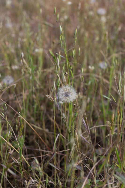 Dandelions in Upper Bidwell Park, 2016