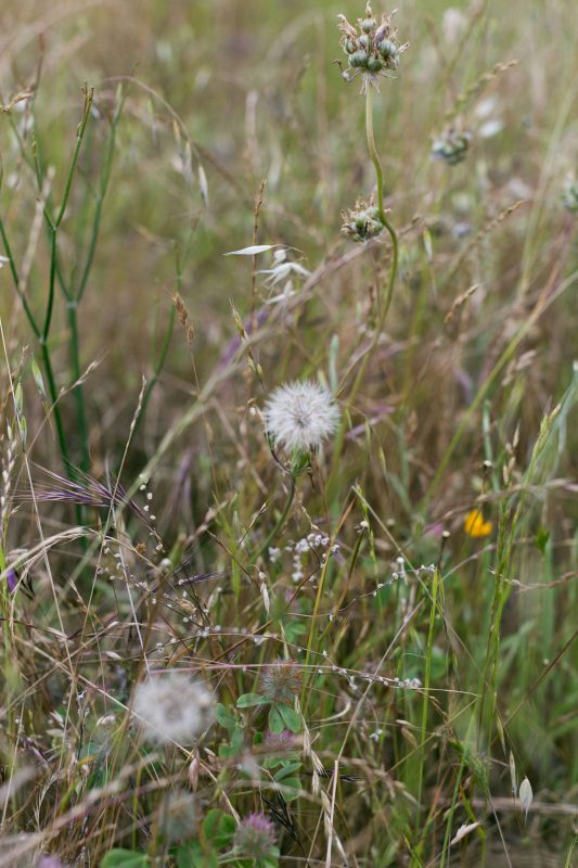 Dandelions in Upper Bidwell Park, 2016