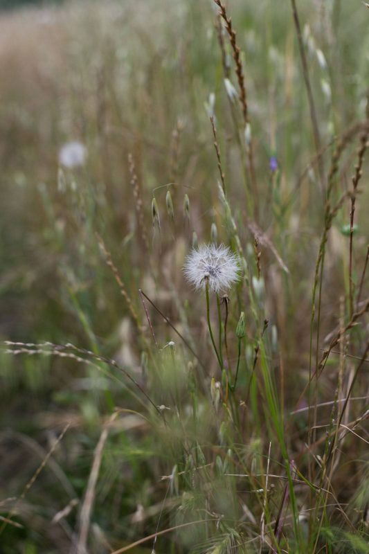 Dandelions in Upper Bidwell Park, 2016