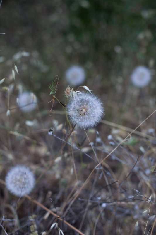 Dandelions in Upper Bidwell Park, 2016