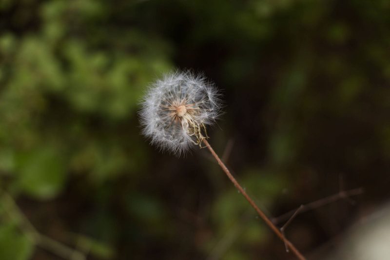 Dandelions in Upper Bidwell Park, 2016