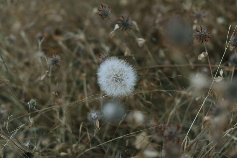 Dandelions in Upper Bidwell Park, 2016