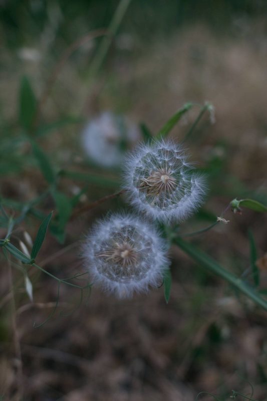 Dandelions in Upper Bidwell Park, 2016