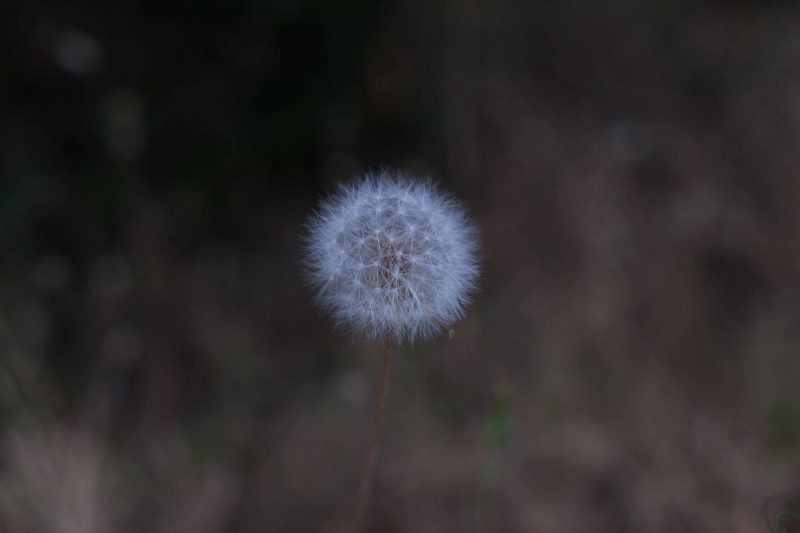 Dandelions in Upper Bidwell Park, 2016