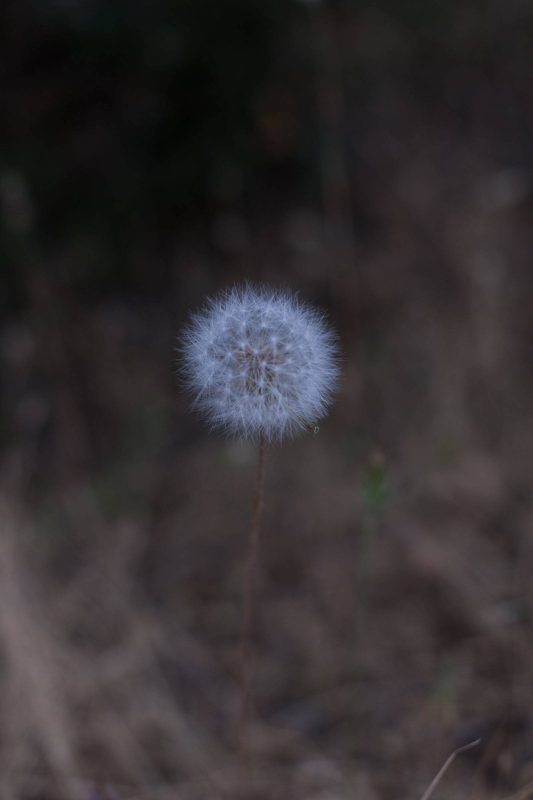 Dandelions in Upper Bidwell Park, 2016