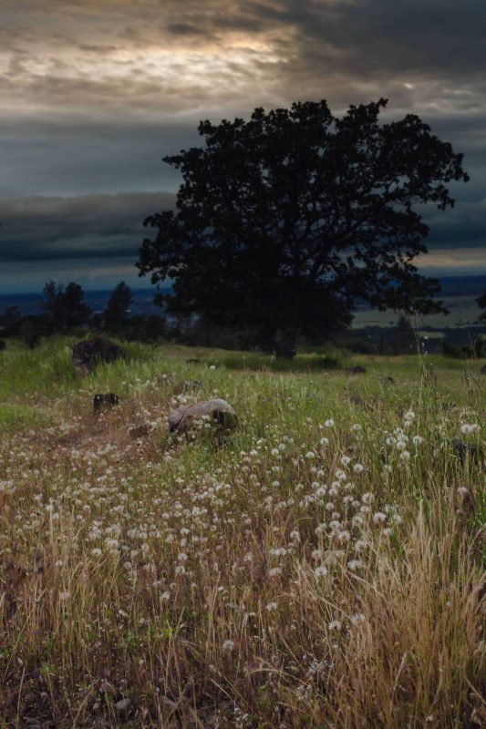 Dandelions in Upper Bidwell Park, 2016