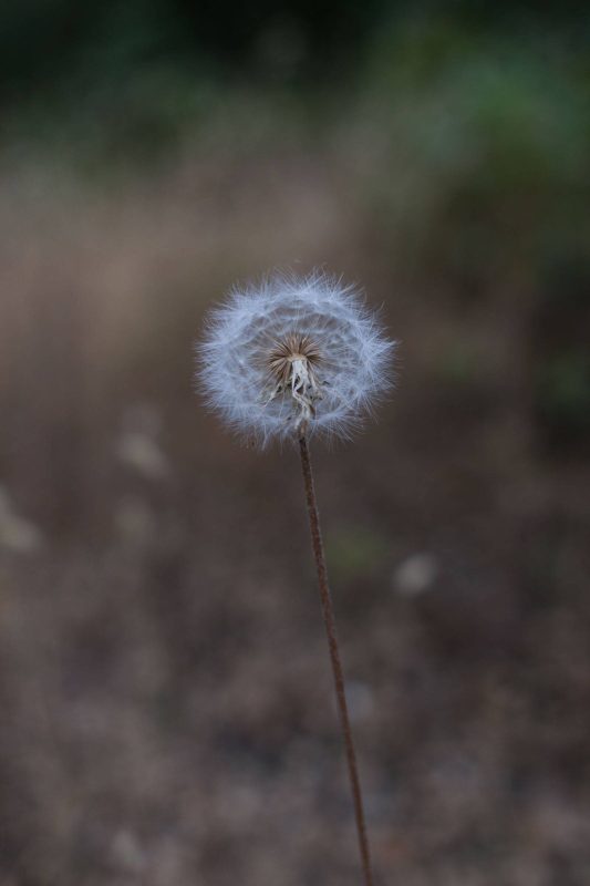 Dandelions in Upper Bidwell Park, 2016