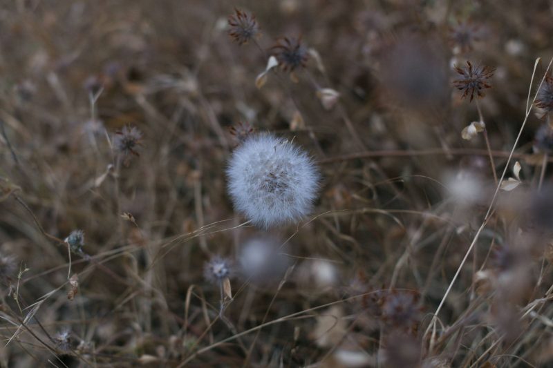 Dandelions in Upper Bidwell Park, 2016