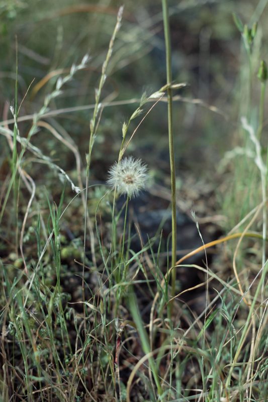 Dandelions in Upper Bidwell Park, 2016