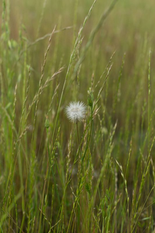 Dandelions in Upper Bidwell Park, 2016