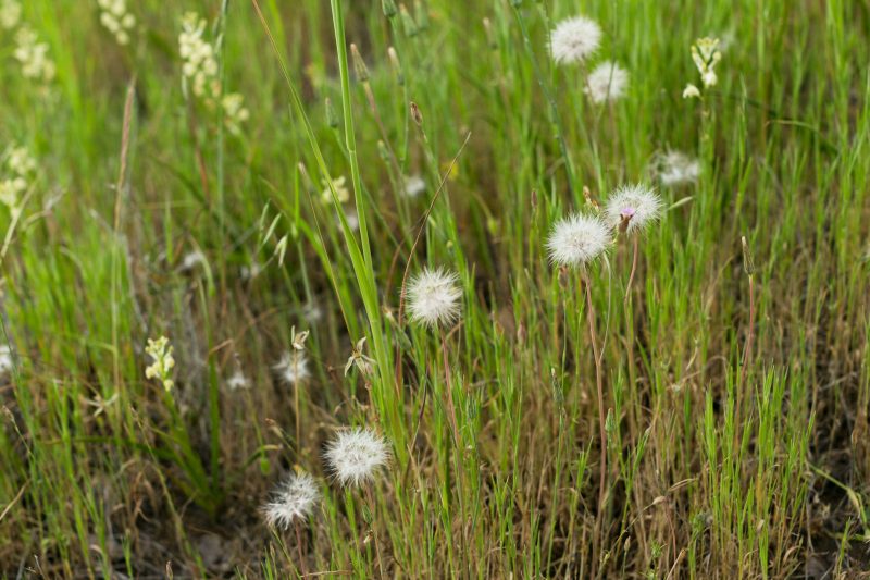 Dandelions in Upper Bidwell Park, 2016