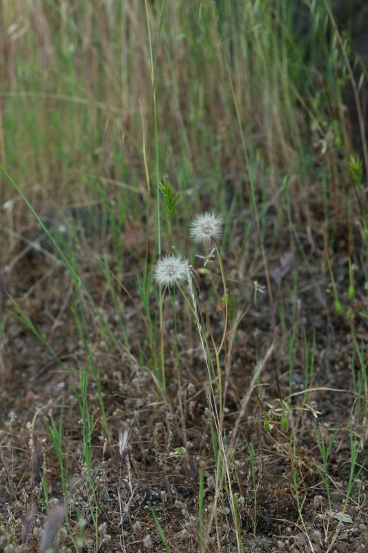 Dandelions in Upper Bidwell Park, 2016