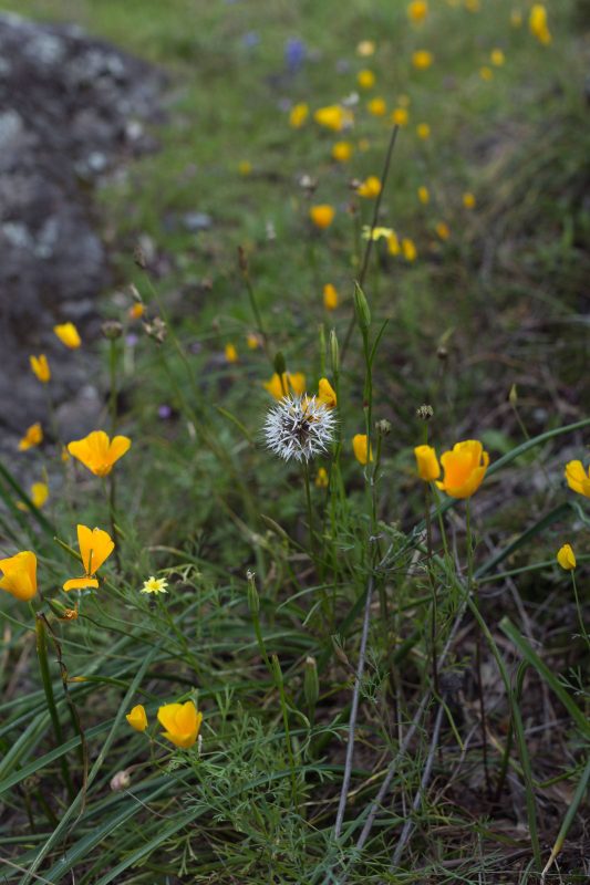 Dandelions in Upper Bidwell Park, 2017