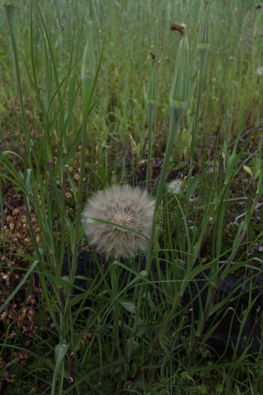 Giant Dandelions in Upper Bidwell Park, 2017