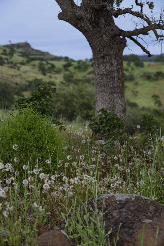 Dandelions in Upper Bidwell Park, 2017