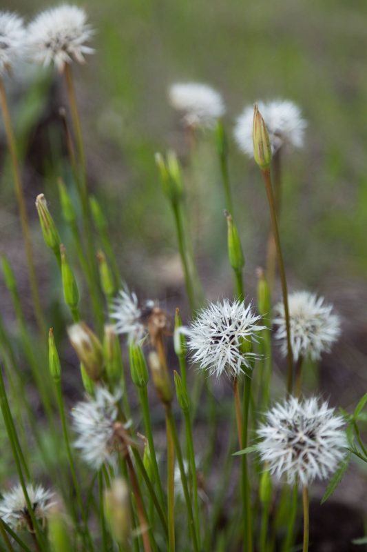 Dandelions in Upper Bidwell Park, 2017