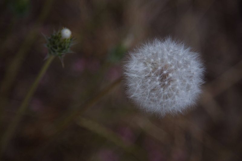 Dandelions in Upper Bidwell Park, 2017